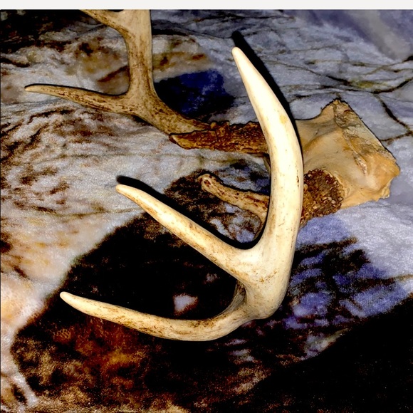 6-8 Point Deer Rack Great for Mounting in Man Cave - Picture 12 of 16